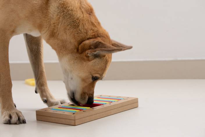 dog using their nose to play with puzzle toy for food rewards